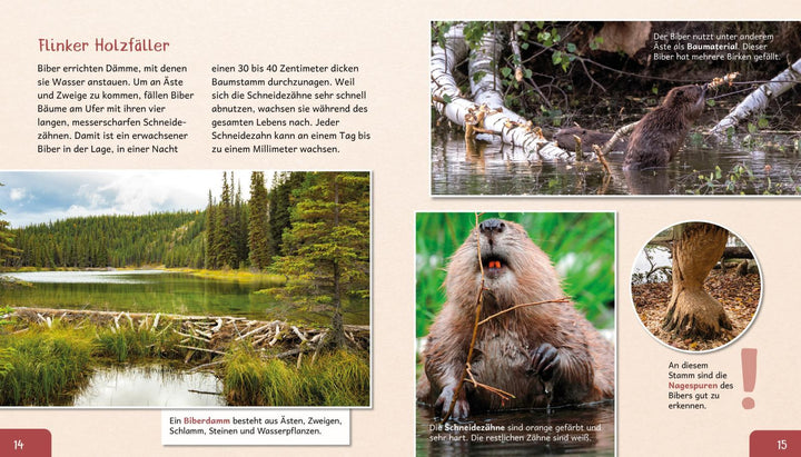 Meine große Tierbibliothek: Der Biber | Gutjahr, Axel