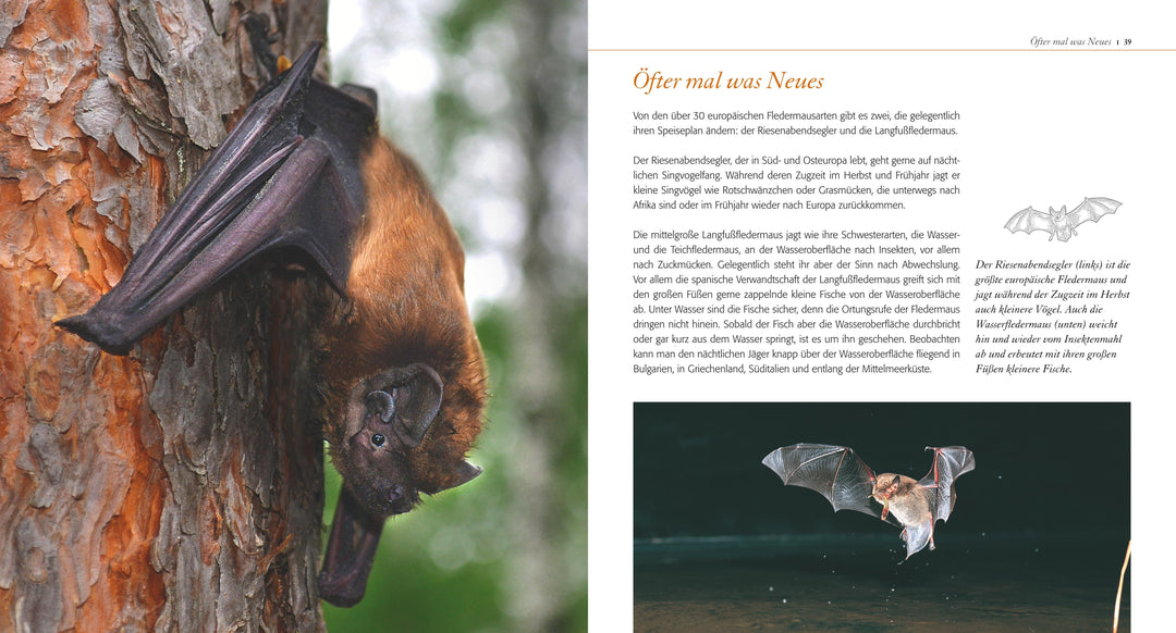 Fledermaus ganz nah | Kaipf, Ingrid