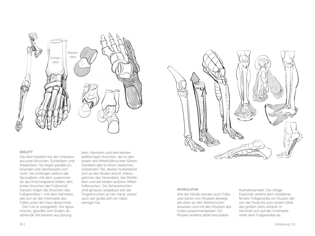 Morpho Detail. Hände und Füße | Lauricella, Michel
