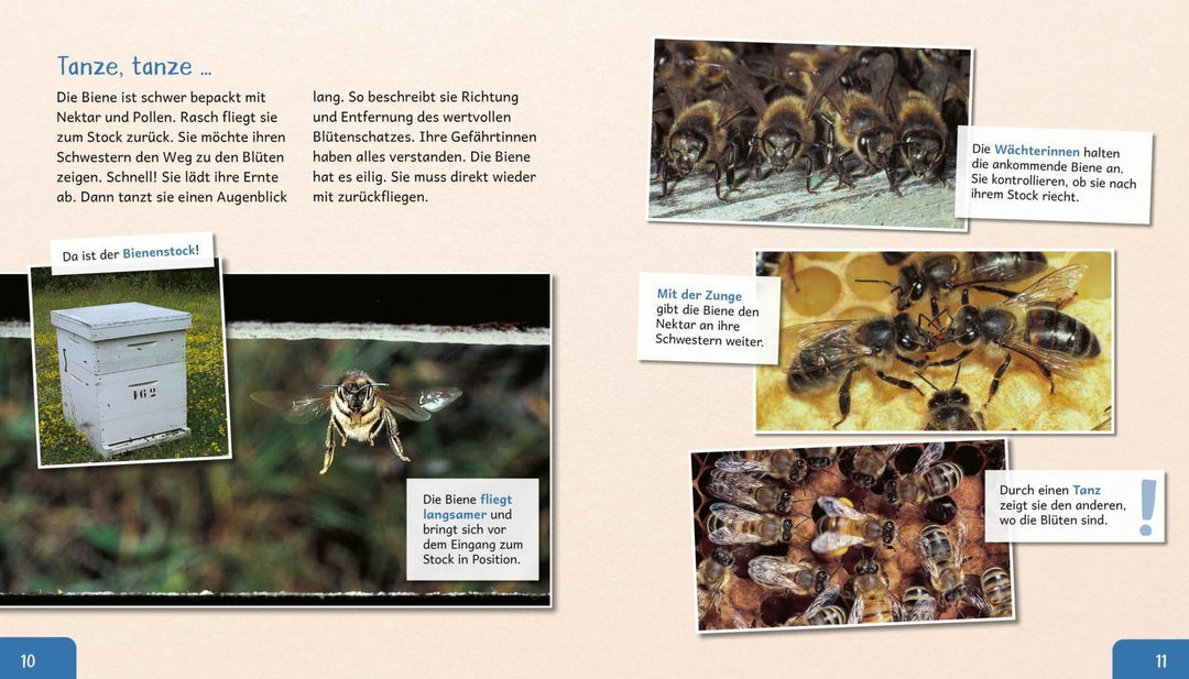 Meine große Tierbibliothek: Die Biene | Starosta, Paul