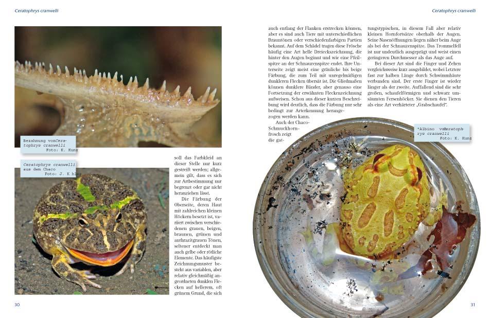 Schmuckhornfrösche | Henkel, Friedrich Wilhelm | Schmidt, Wolfgang
