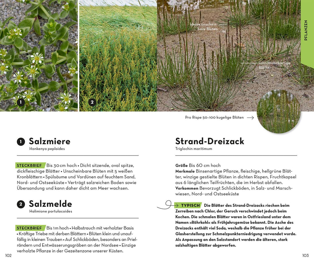 Basic Strand und Küste | Wilhelmsen, Ute