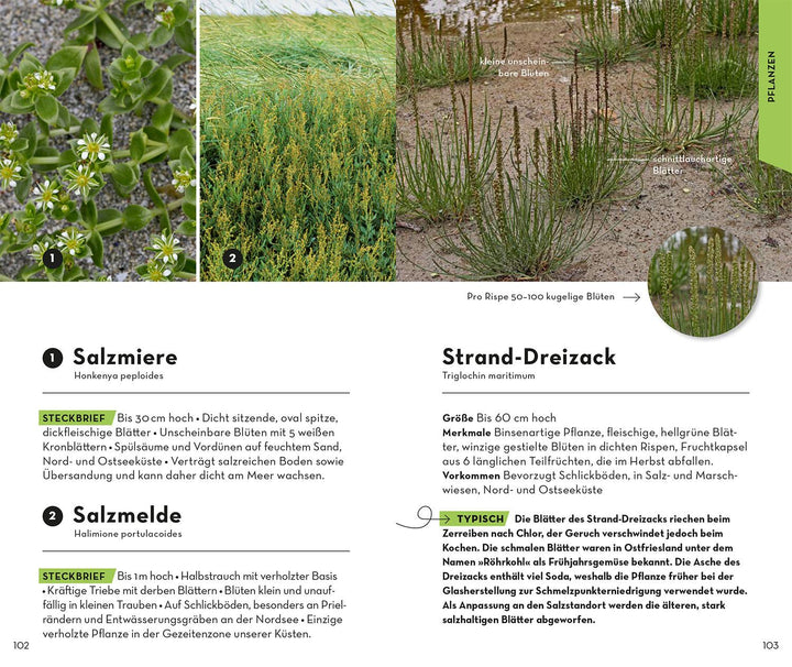 Basic Strand und Küste | Wilhelmsen, Ute