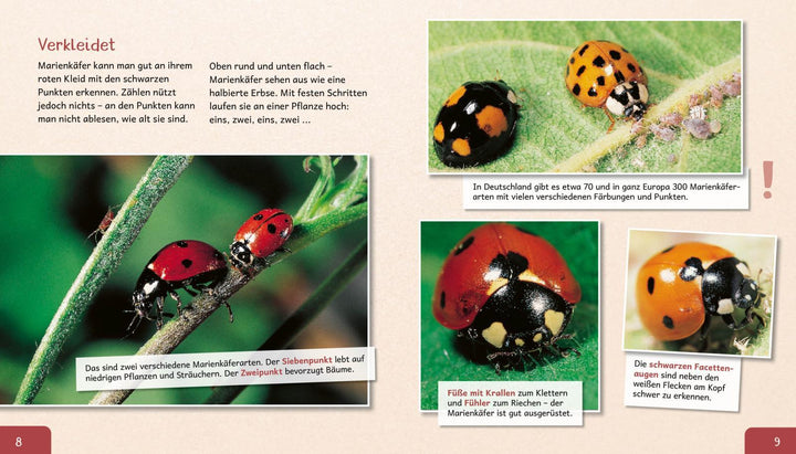 Meine große Tierbibliothek: Der Marienkäfer | Tracqui, Valérie