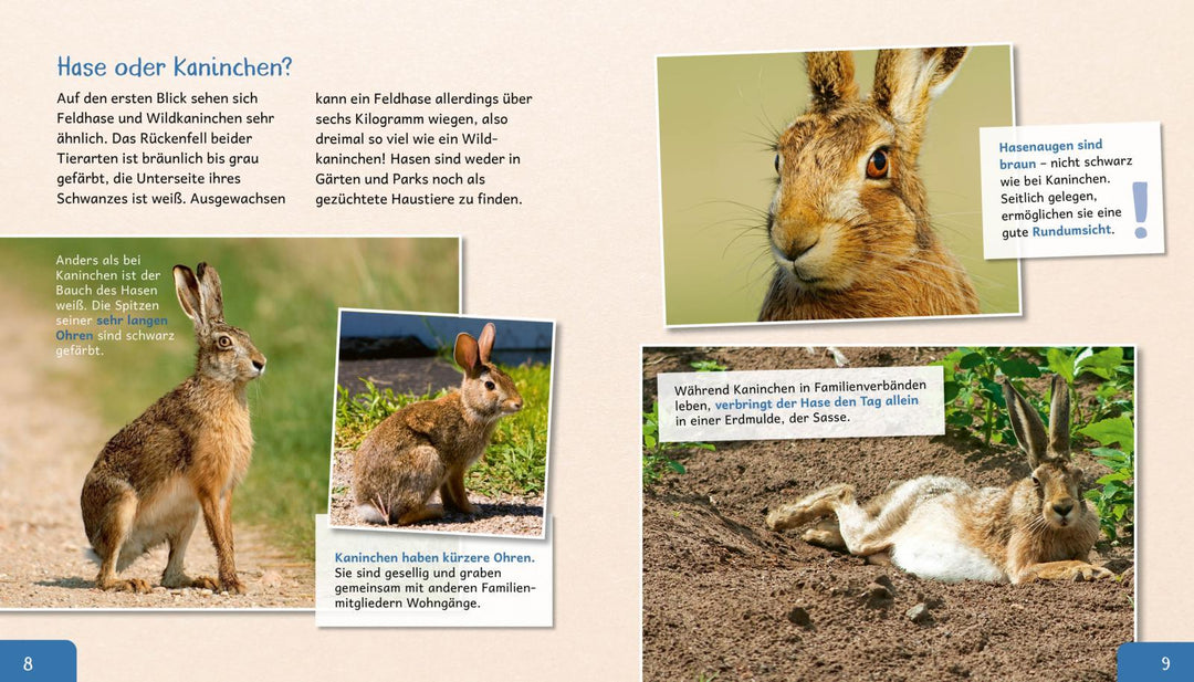 Meine große Tierbibliothek: Der Hase | Poschadel, Jens