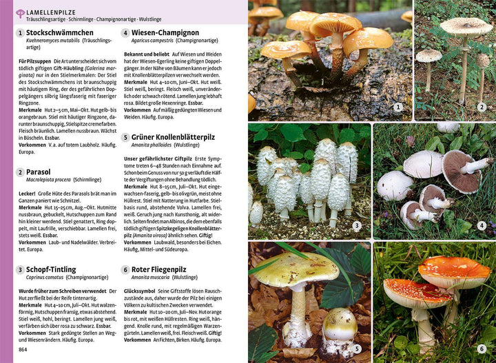 Der große Kosmos-Naturführer Tiere und Pflanzen | -