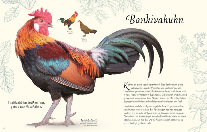 Wundervolle Welt der Vögel | Hoare, Ben