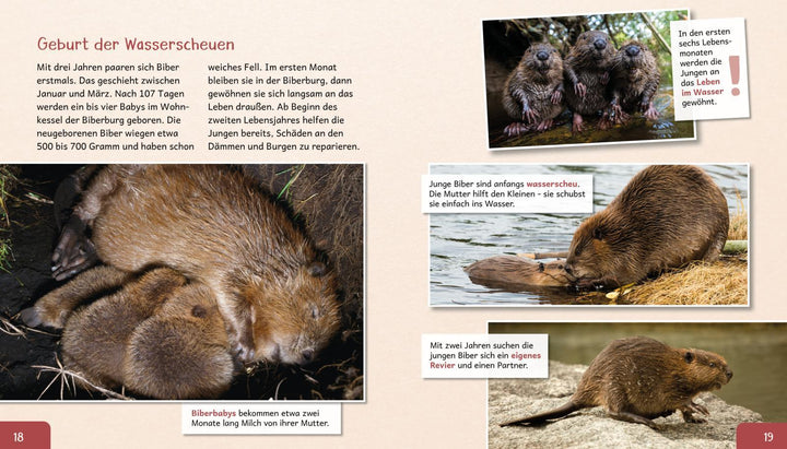 Meine große Tierbibliothek: Der Biber | Gutjahr, Axel