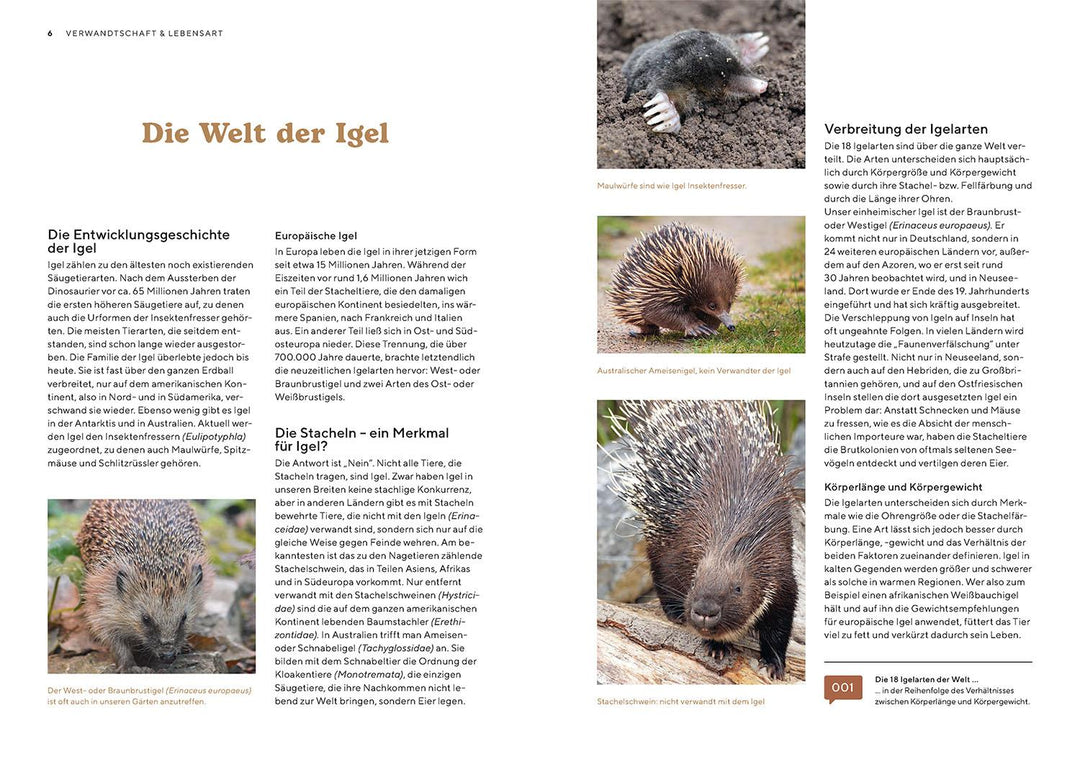 Igel im Garten | Neumeier, Monika