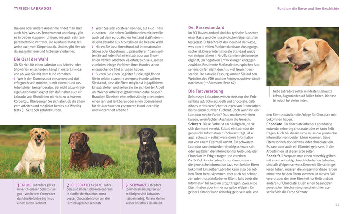 Labrador Retriever | Schlegl-Kofler, Katharina