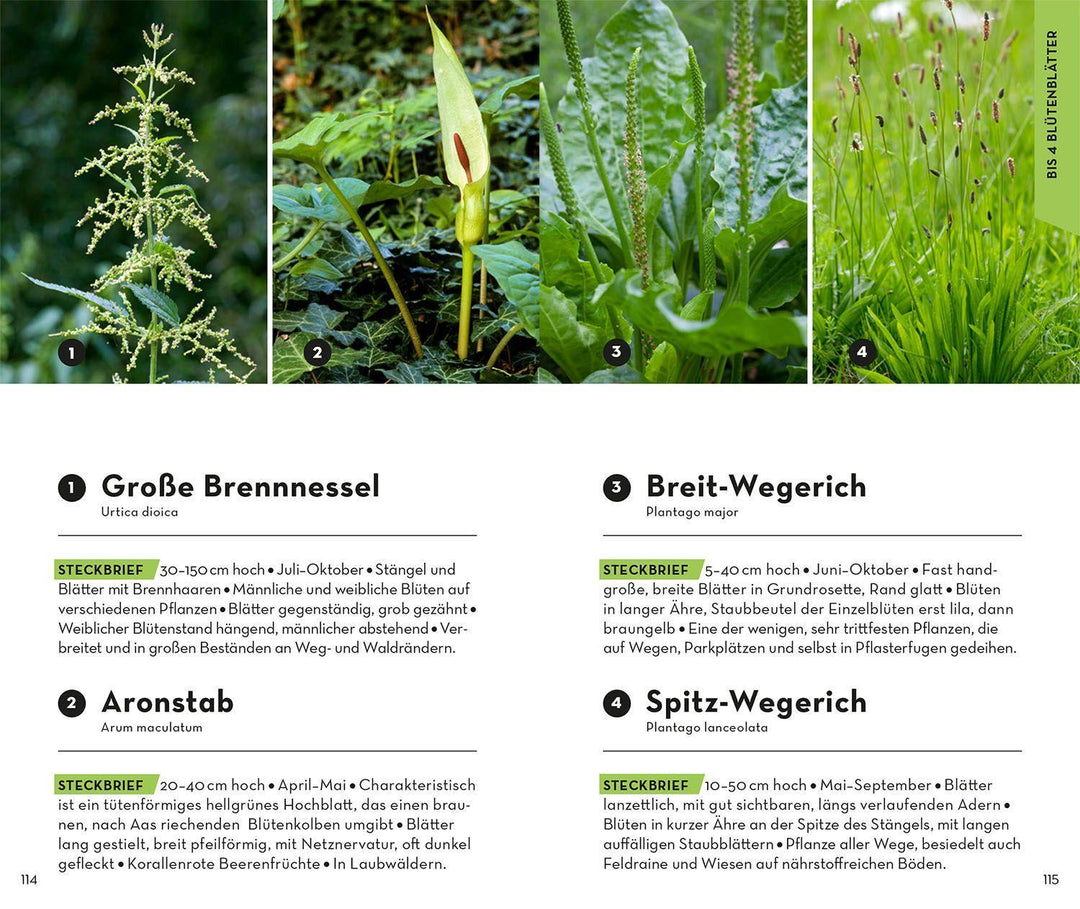 BASIC Blumen | Dreyer, Eva-Maria