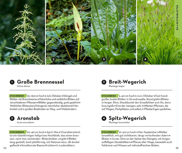 BASIC Blumen | Dreyer, Eva-Maria