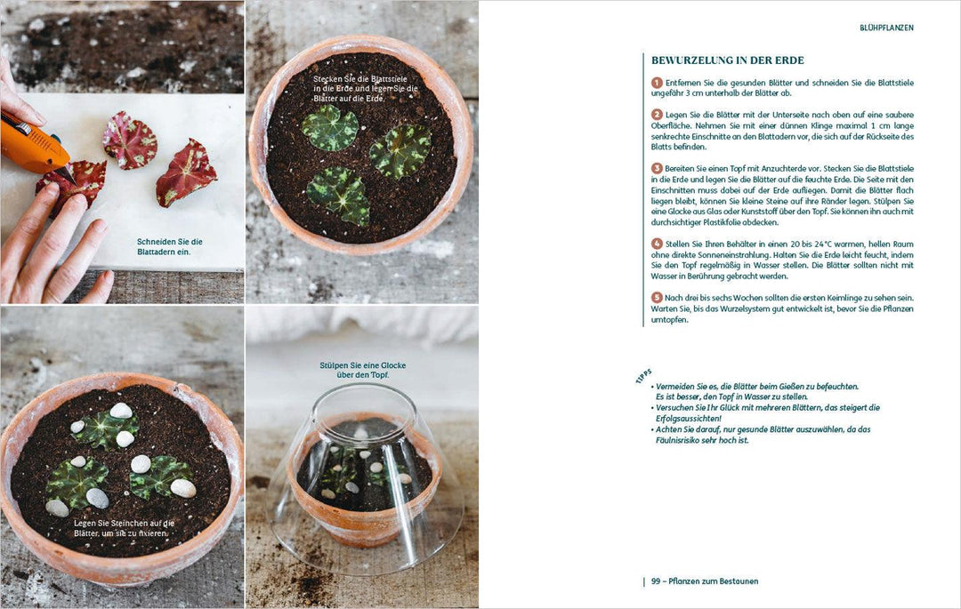 So einfach ist Pflanzenvermehrung. Die besten Methoden für 60 Nutz- und Zimm...