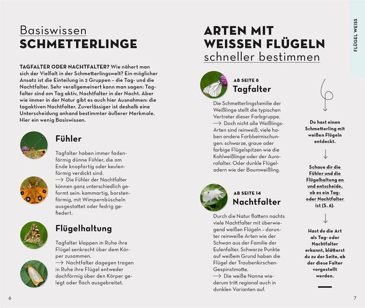 Basic Schmetterlinge | Dreyer, Eva-Maria