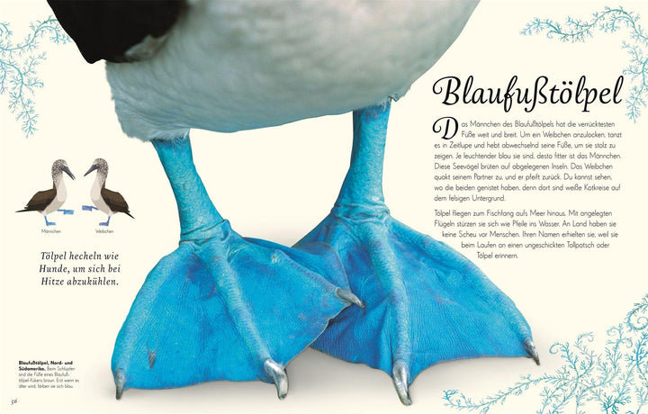 Wundervolle Welt der Vögel | Hoare, Ben