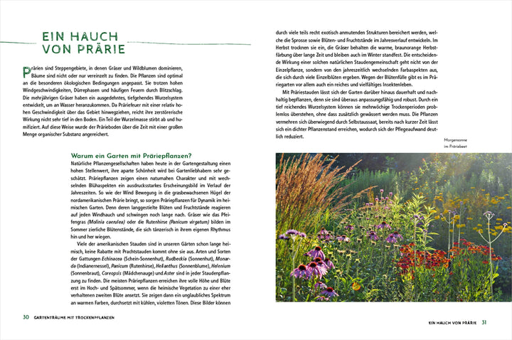 Die schönsten Pflanzen, die wenig Wasser brauchen für Garten, Balkon und Ter...