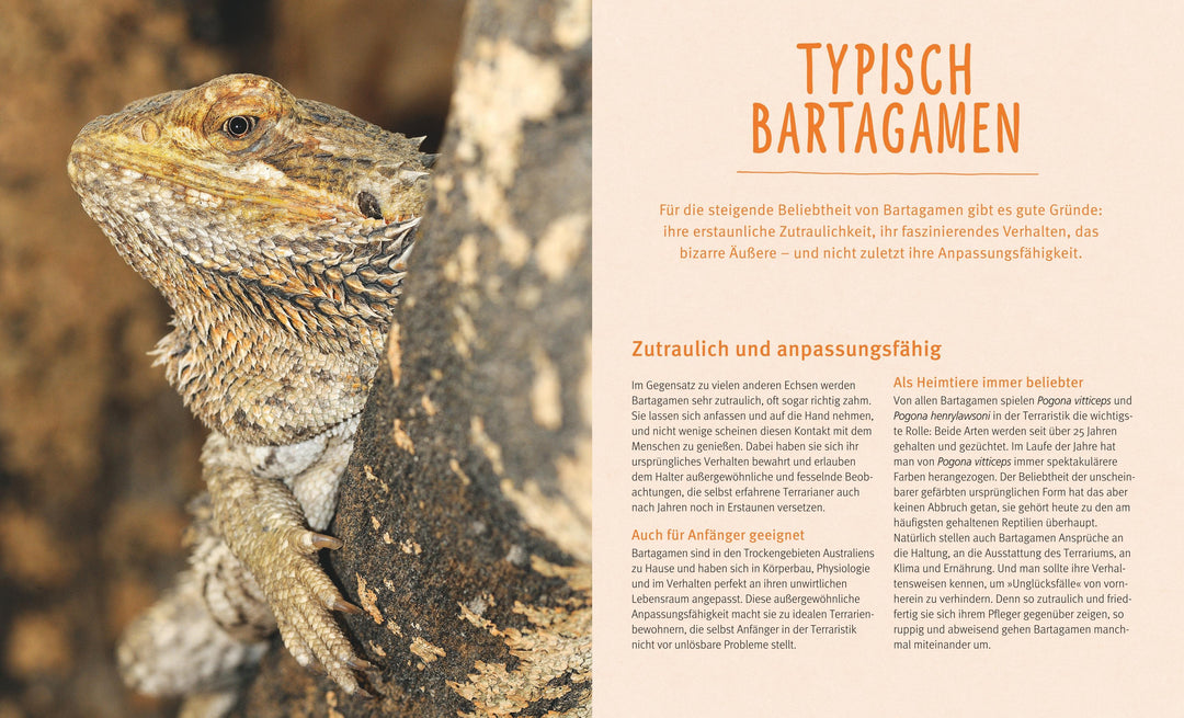 Bartagamen | Au, Manfred