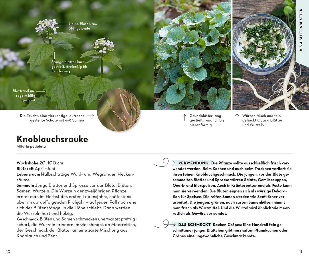 BASIC Früchte und Wildkräuter | Dreyer, Eva-Maria