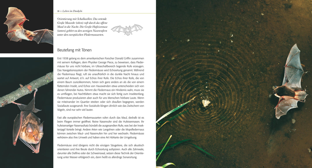 Fledermaus ganz nah | Kaipf, Ingrid