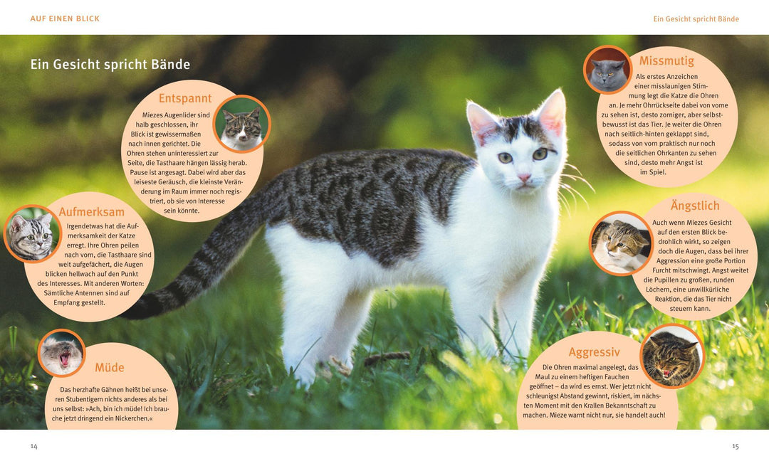 Katzensprache | Hofmann, Helga