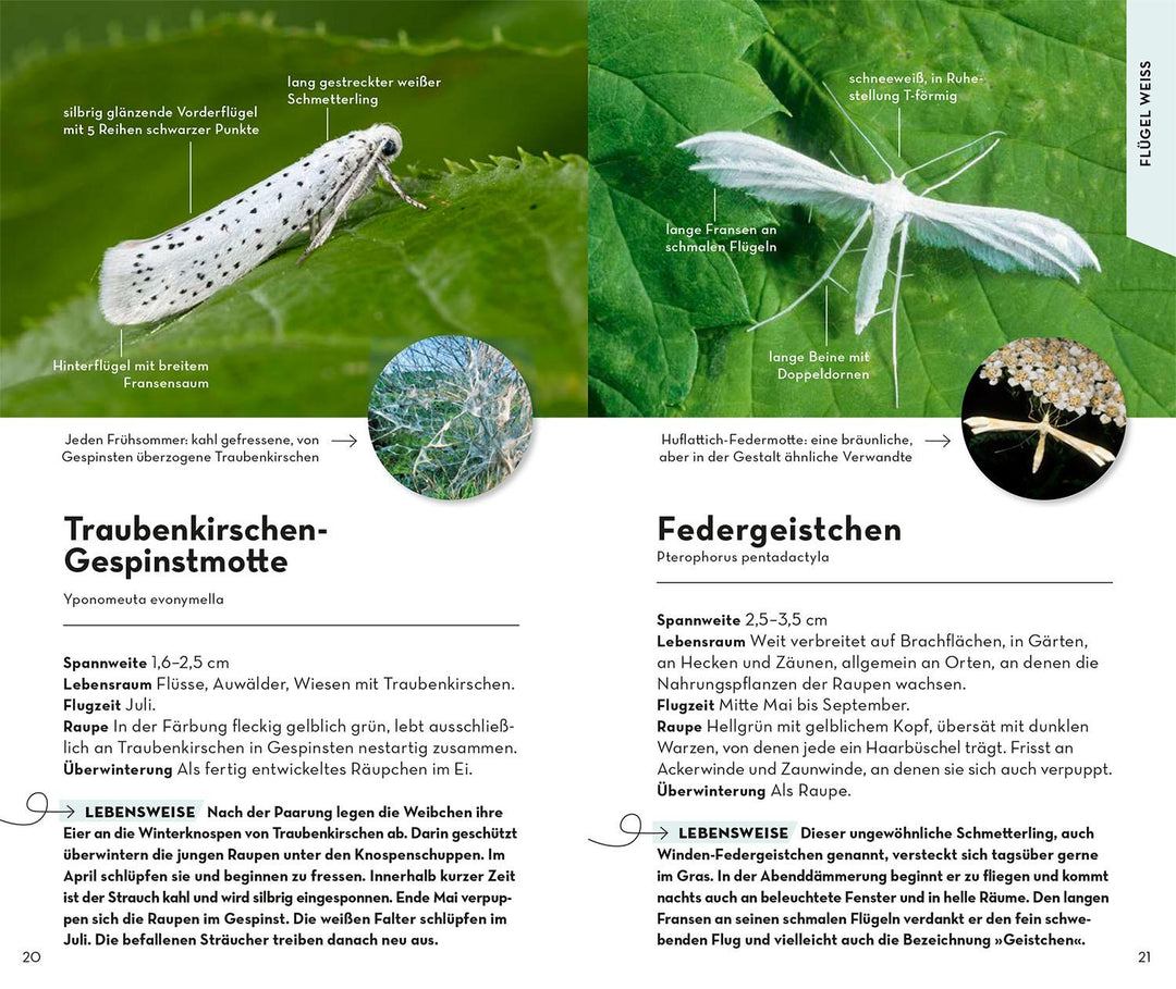 Basic Schmetterlinge | Dreyer, Eva-Maria