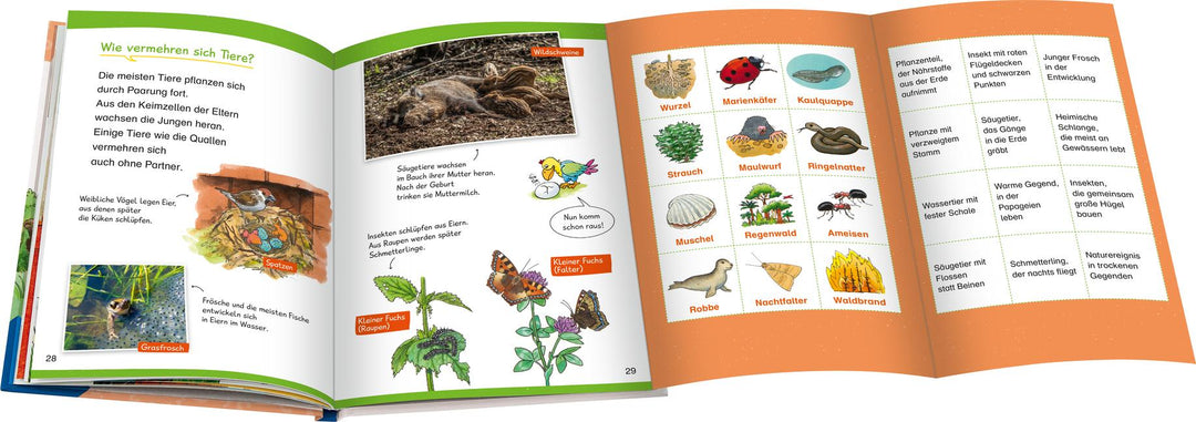 Wieso? Weshalb? Warum? Erstleser, Band 10 - In der Natur | Kessel, Carola von