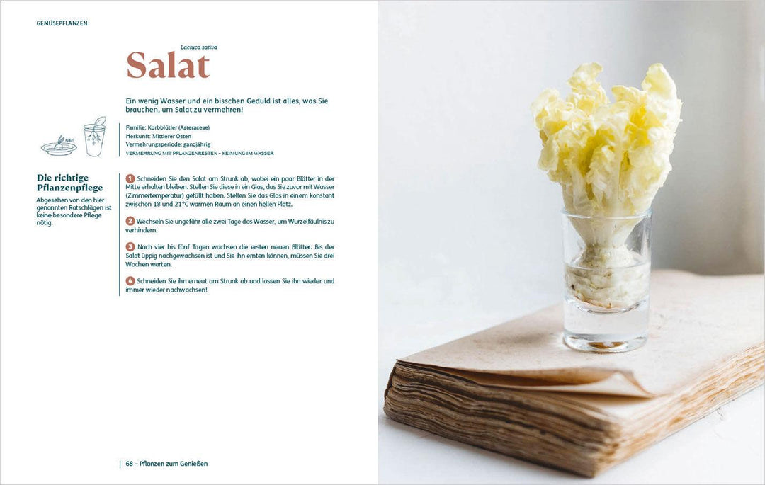 So einfach ist Pflanzenvermehrung. Die besten Methoden für 60 Nutz- und Zimm...