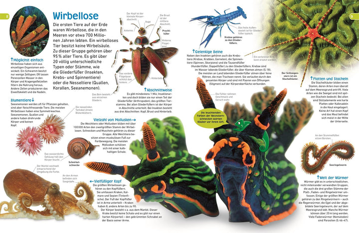 memo Wissen entdecken. Tiere | Jackson, Tom