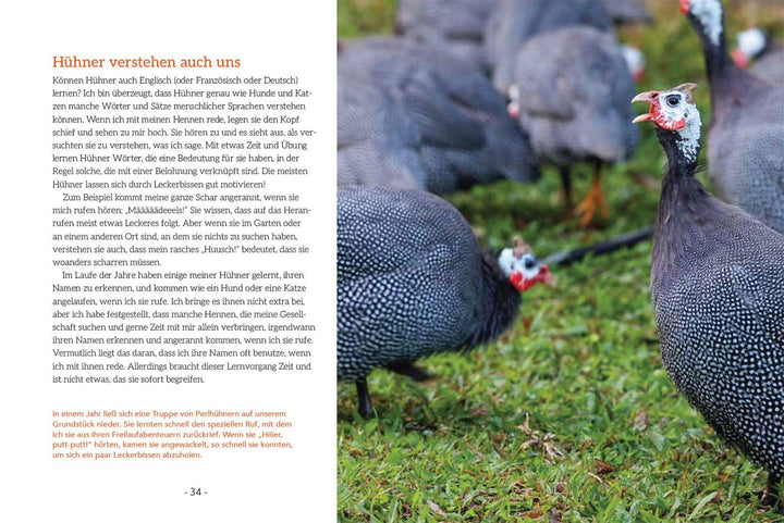 How to Read a Chicken's Mind | Caughey, Melissa