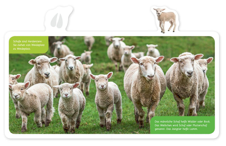 Mein kleines Tier-Lexikon - Das Schaf | -