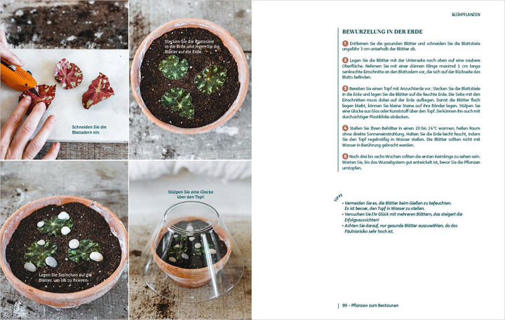 So einfach ist Pflanzenvermehrung. Die besten Methoden für 60 Nutz- und Zimm...
