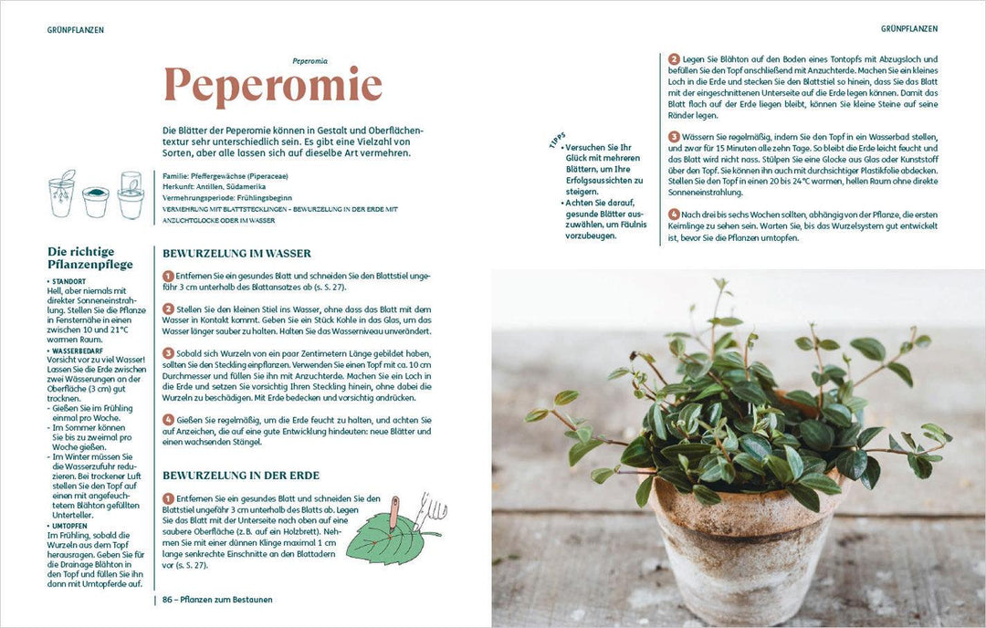 So einfach ist Pflanzenvermehrung. Die besten Methoden für 60 Nutz- und Zimm...