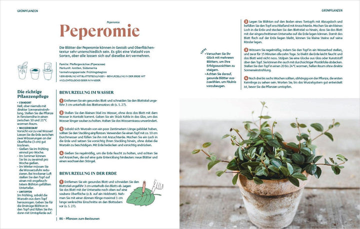 So einfach ist Pflanzenvermehrung. Die besten Methoden für 60 Nutz- und Zimm...