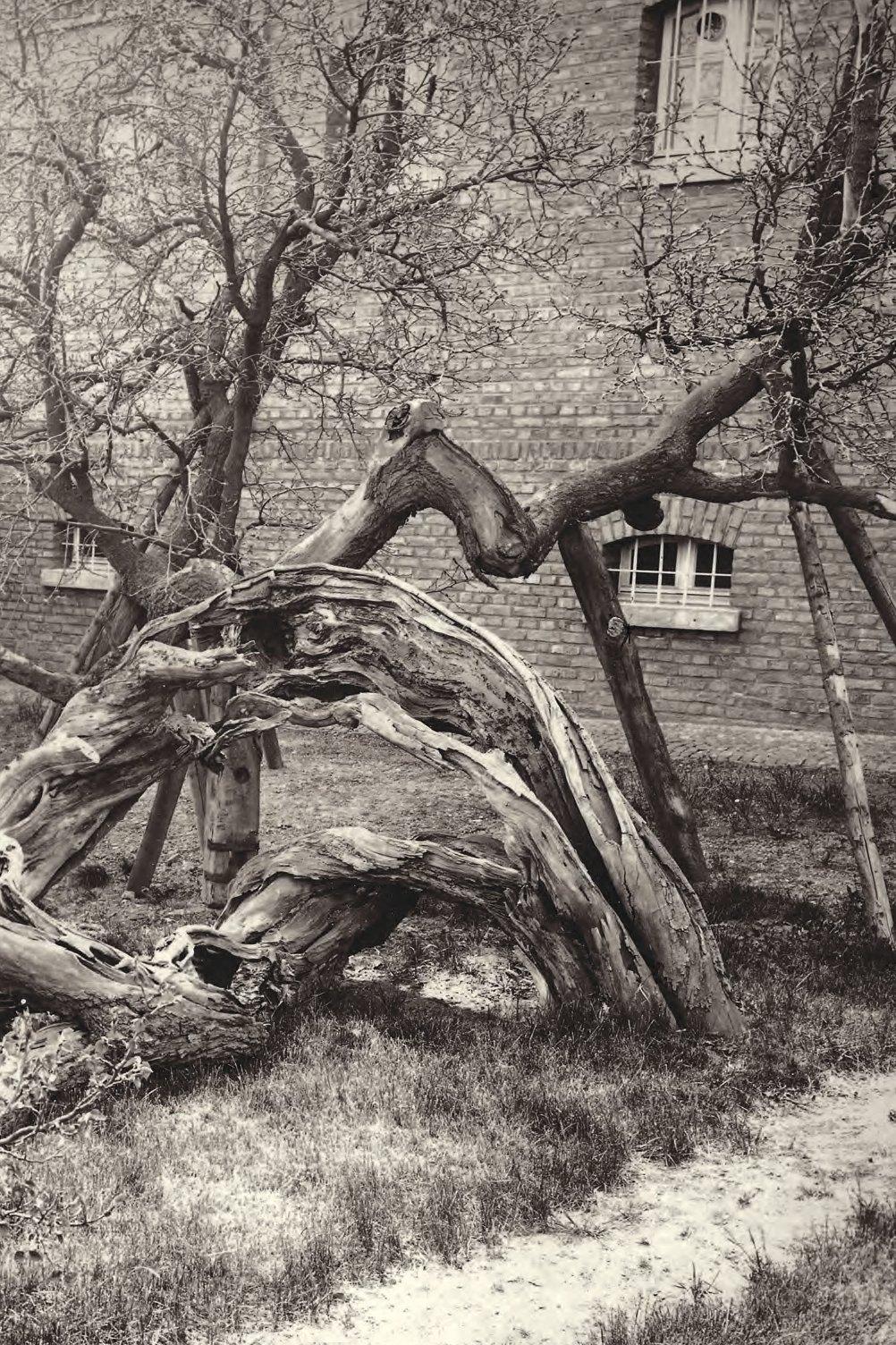 1000 Jahre Abtei Brauweiler | Kohler, Michael