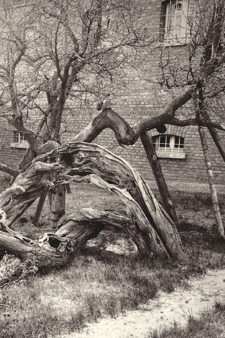 1000 Jahre Abtei Brauweiler | Kohler, Michael