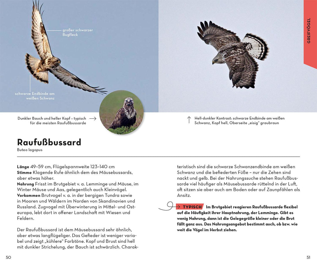 Basic Greifvögel und Eulen | Dierschke, Volker