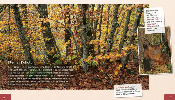 Meine große Tierbibliothek: Das Eichhörnchen | Ledu-Frattini, Stéphanie