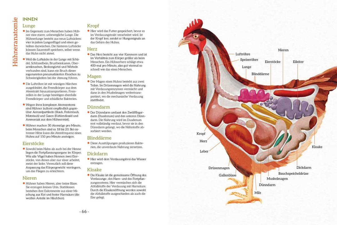 How to Read a Chicken's Mind | Caughey, Melissa