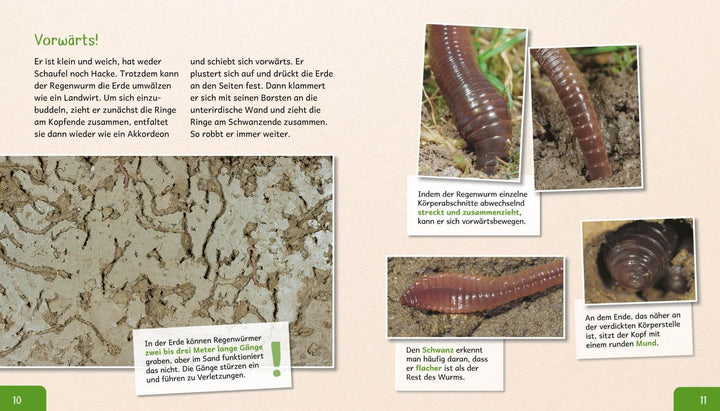 Meine große Tierbibliothek: Der Regenwurm | Tracqui, Valérie