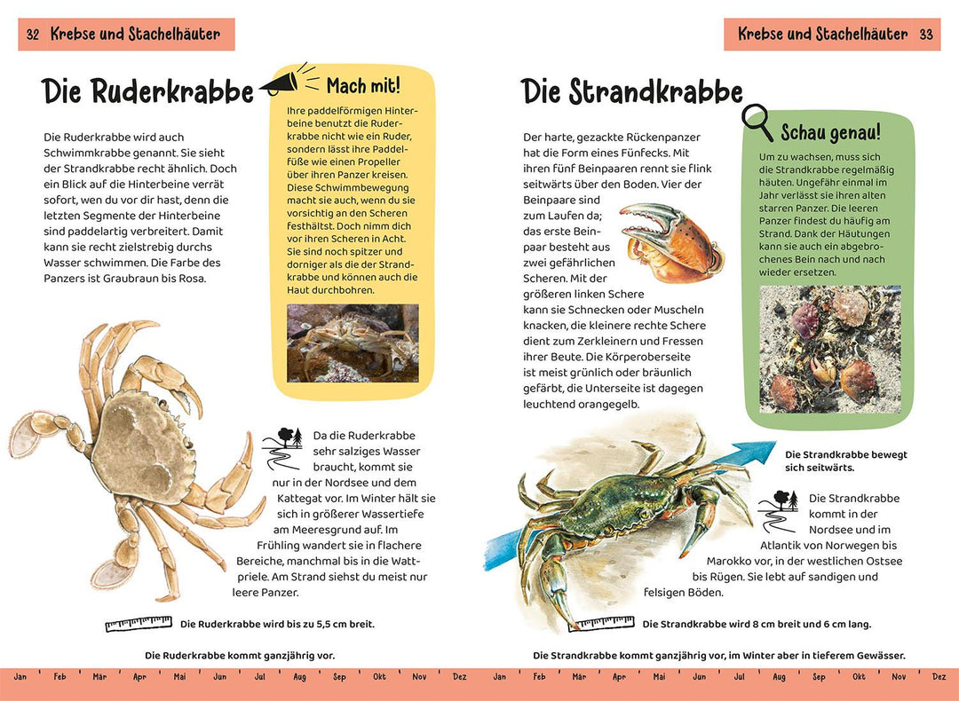 Was lebt an Strand und Küste? Kindernaturführer | Haag, Holger