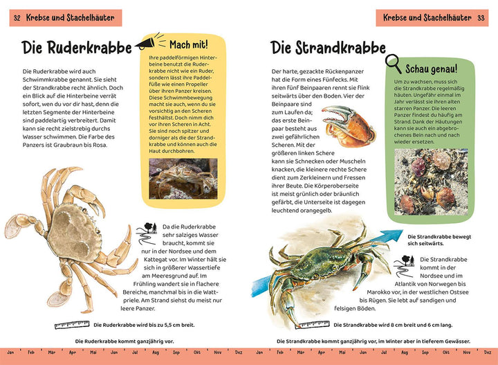 Was lebt an Strand und Küste? Kindernaturführer | Haag, Holger