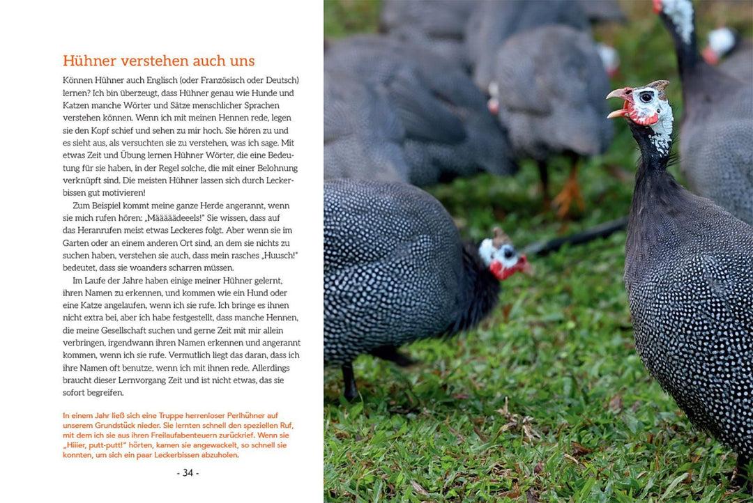 How to Read a Chicken's Mind | Caughey, Melissa