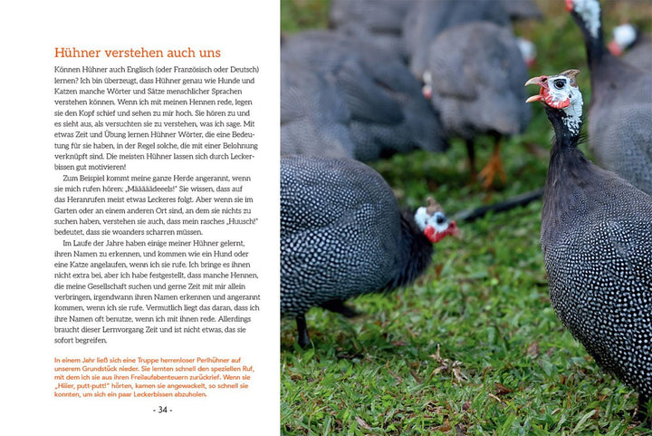 How to Read a Chicken's Mind | Caughey, Melissa