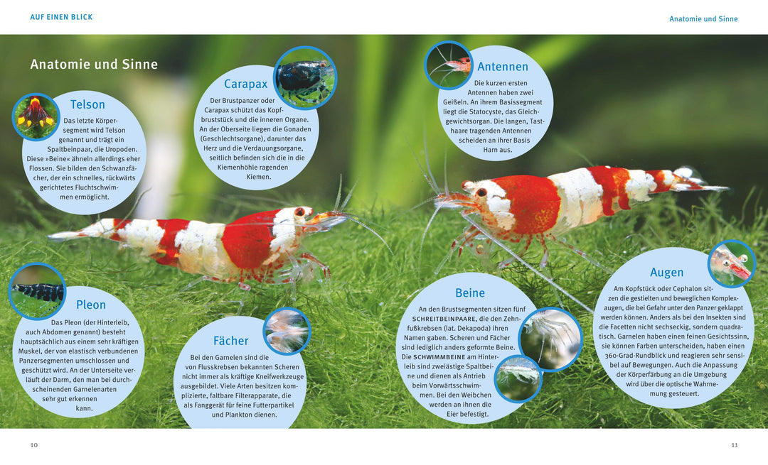 Süßwasser-Garnelen | Pekny, Reinhard | Lukhaup, Chris