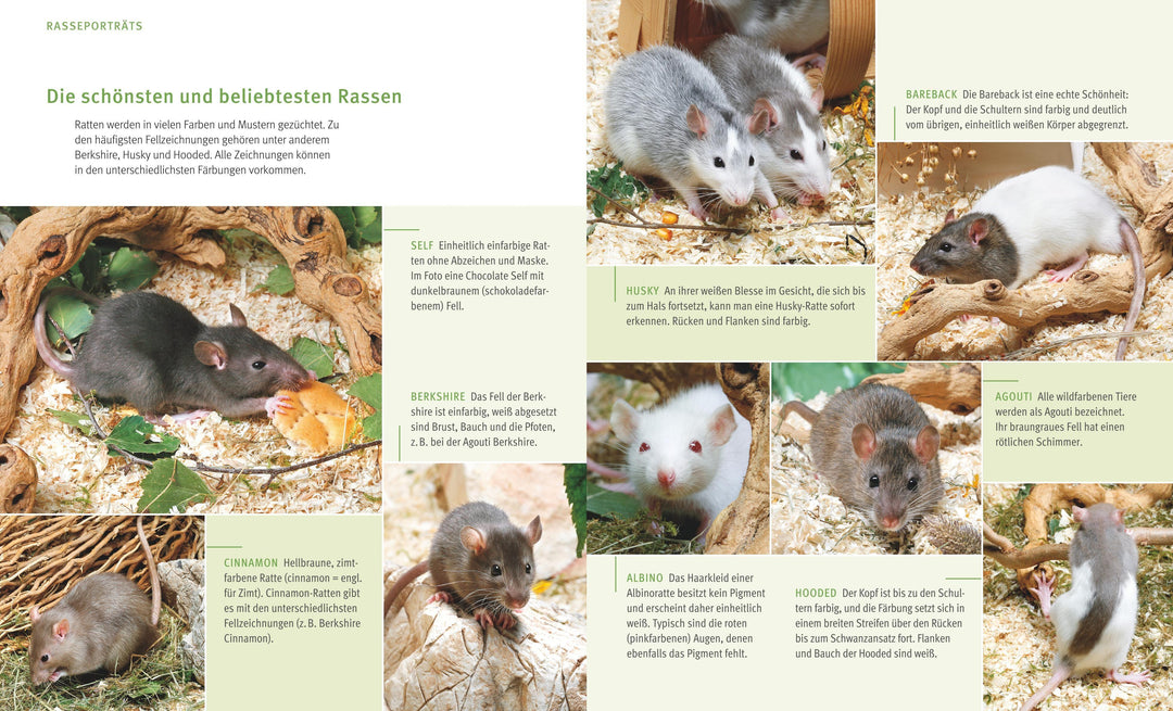 Ratten | Ludwig, Gerd