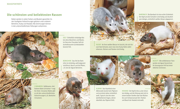 Ratten | Ludwig, Gerd