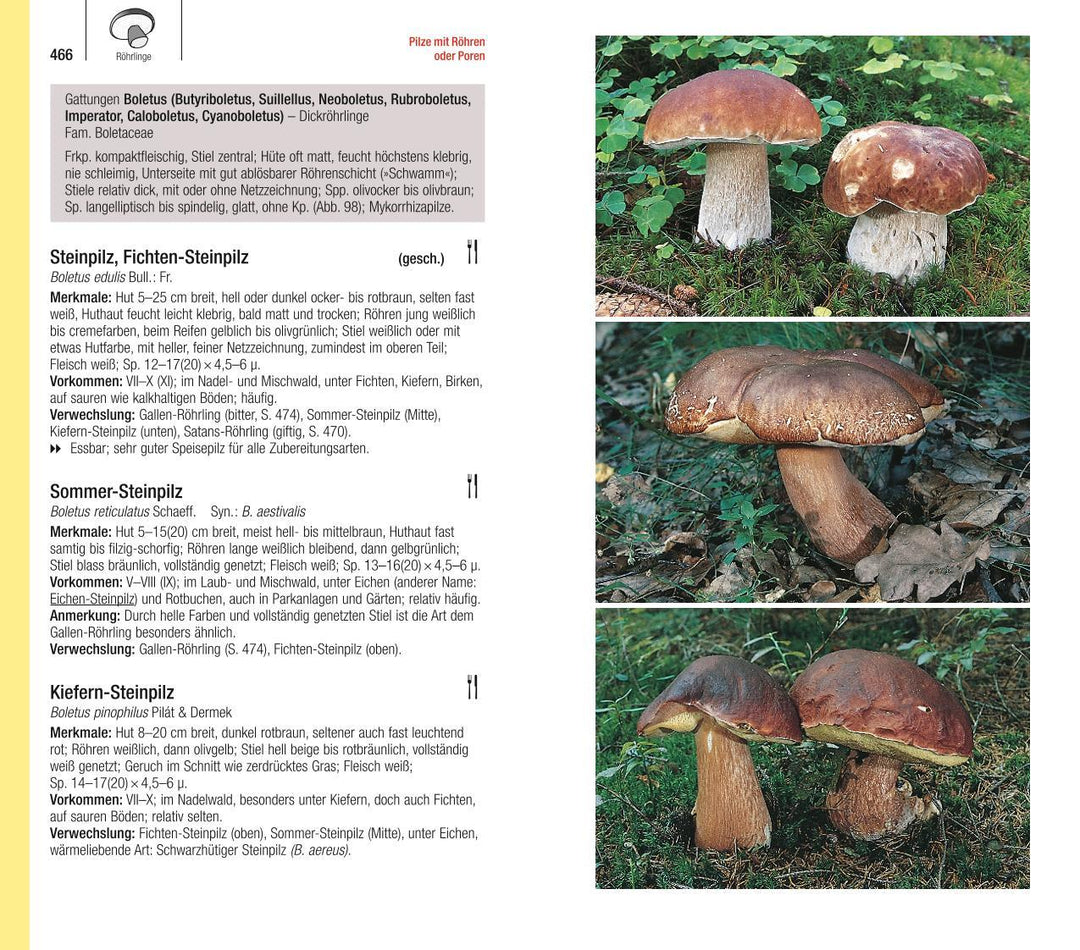 Der große BLV Pilzführer | Gerhardt, Ewald