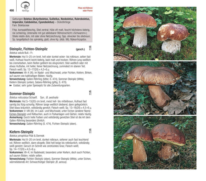 Der große BLV Pilzführer | Gerhardt, Ewald