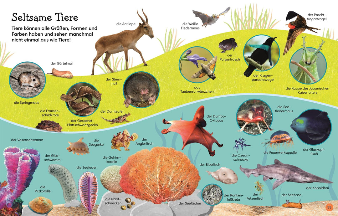 1000 erste Wörter. Tiere | Pottle, Jules