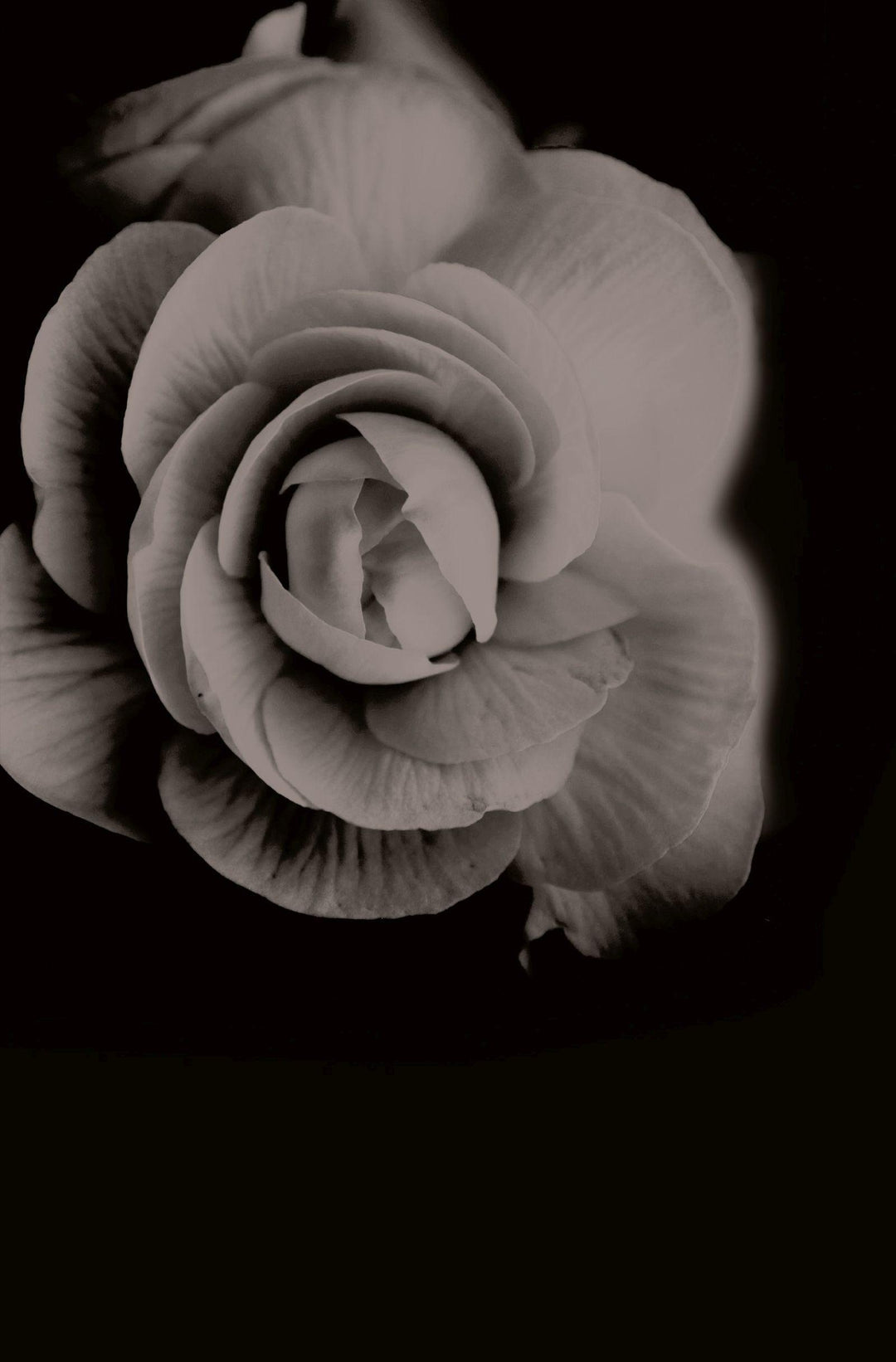 Dornenherz | Rose, Karen